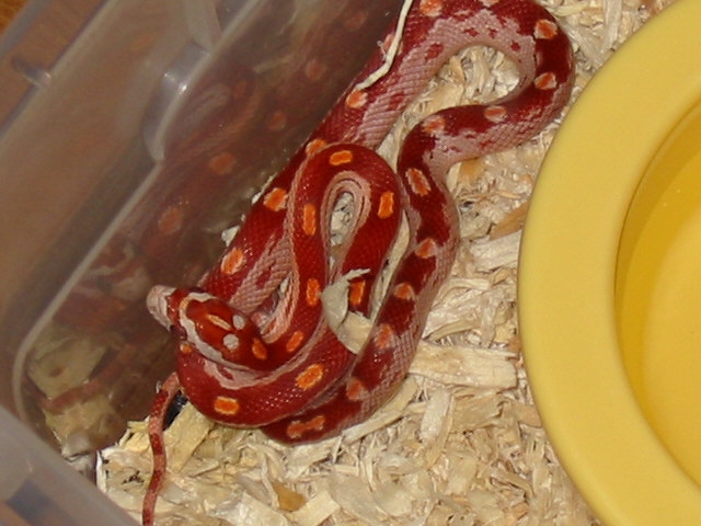 02 Crimson Motley