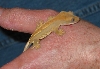 Pogo 2