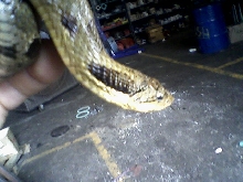 green e. hognose