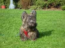 Angus is 10 mths old now