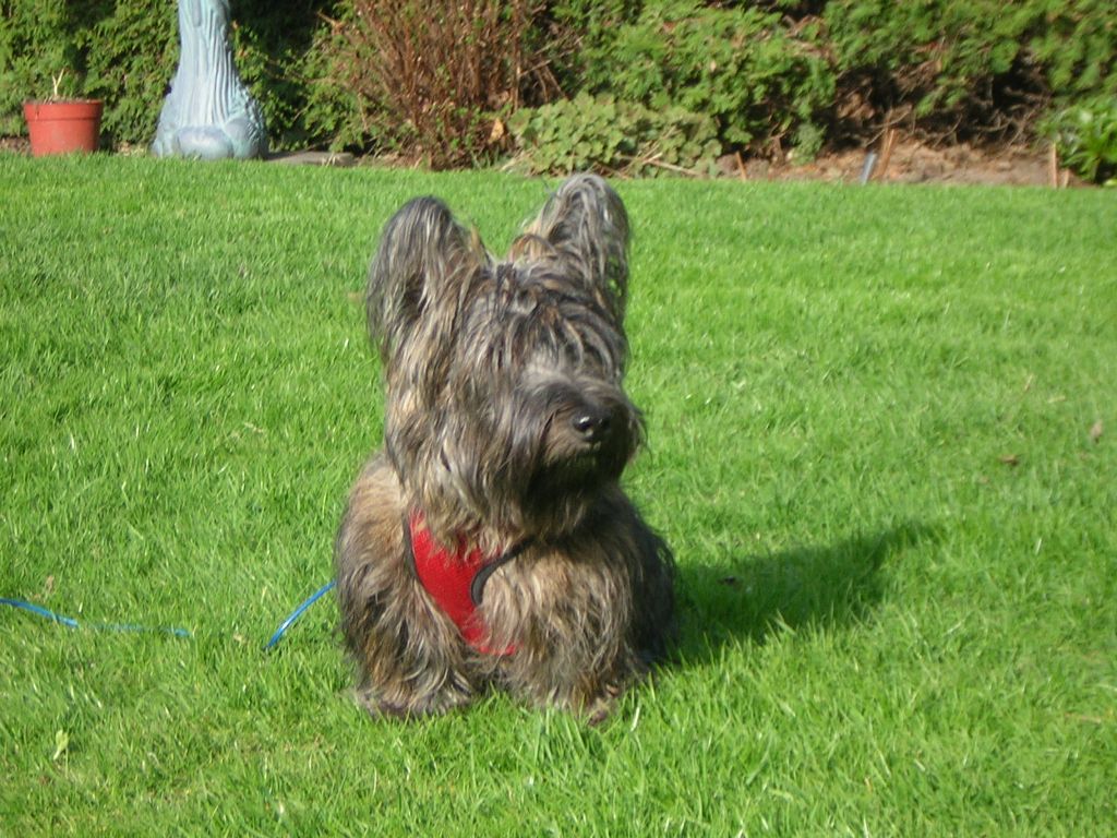 Angus is 10 mths old now