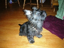 Angus Dec. 2007