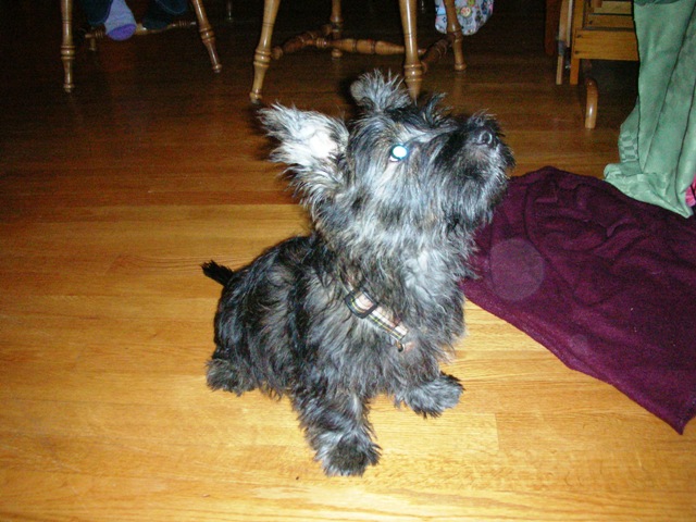 Angus Dec. 2007