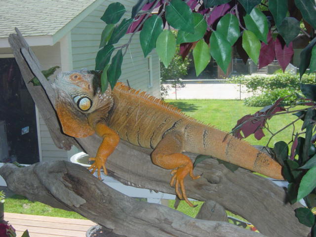 Eddie on porch
