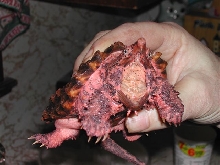 pinkskin snapper