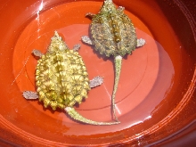 leucistic snappers