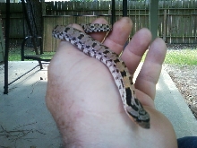 hognose