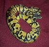 My Pastel