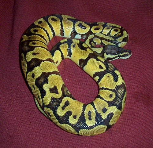 My Pastel