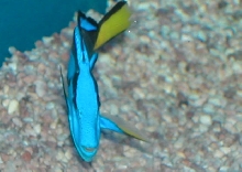 Saltwater - Austin Aquariums