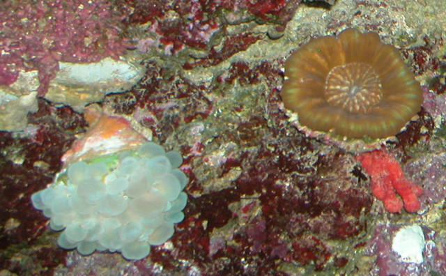 Saltwater Photos