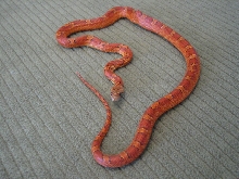 Bloodred Corn F 06