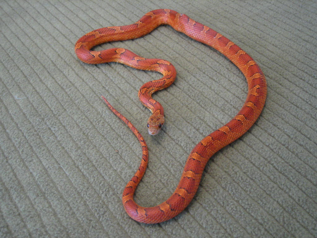 Bloodred Corn F 06