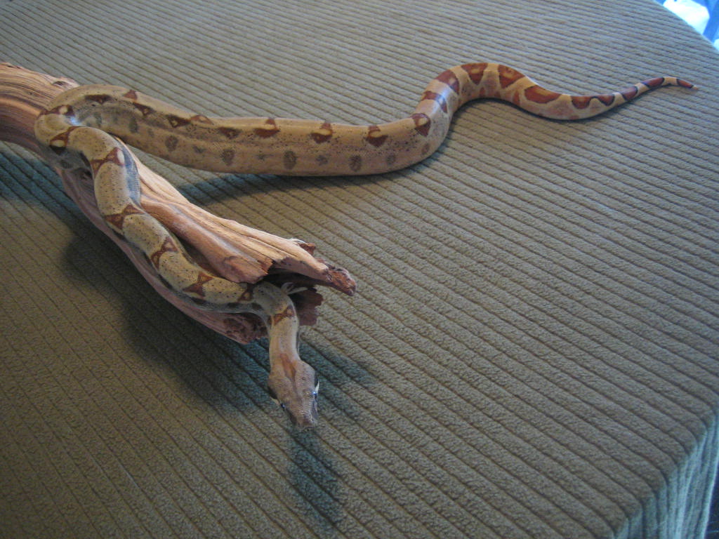 Hypo BCI F 07