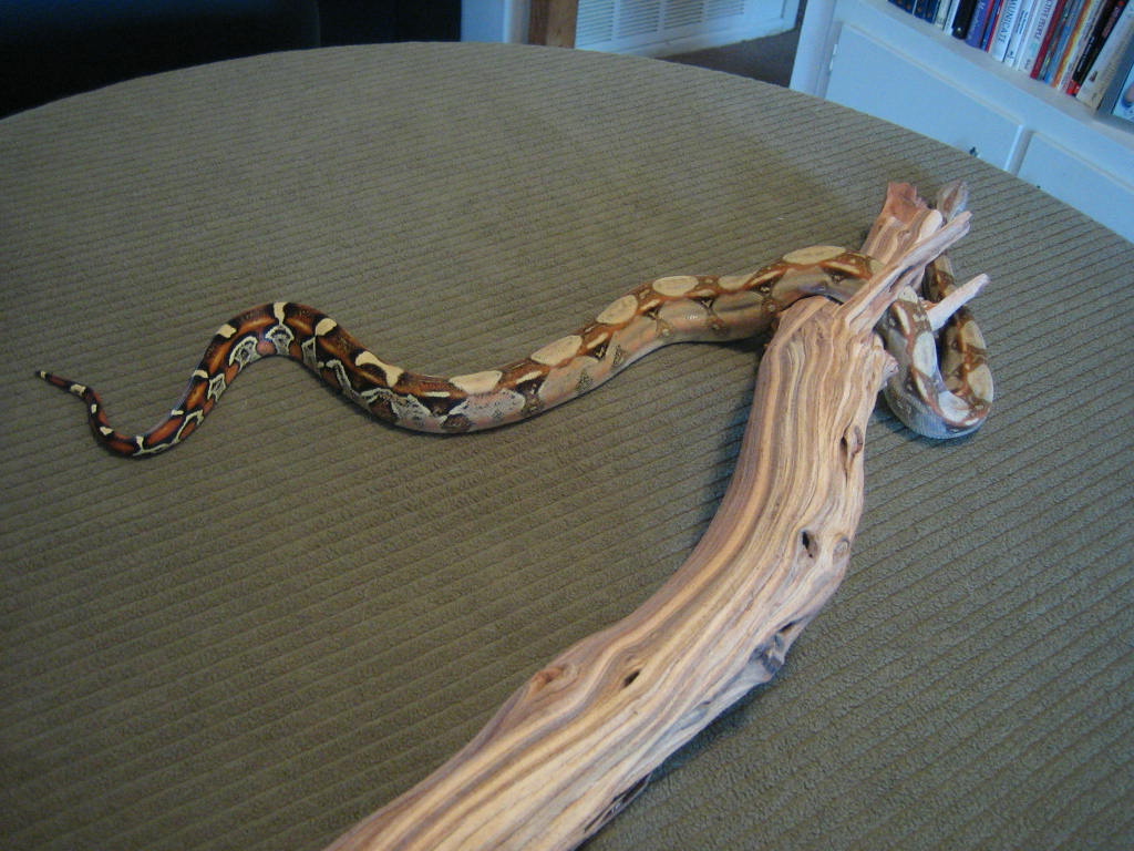 BCI Het Kahl Albino F 07