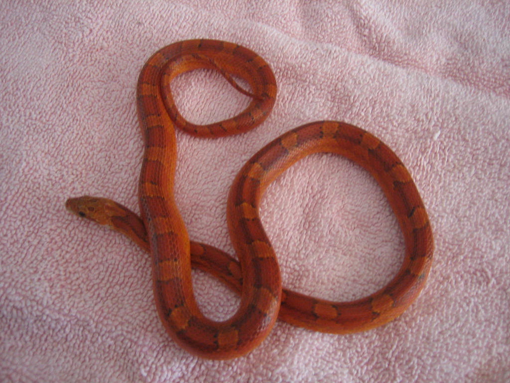 Bloodred Corn F 06