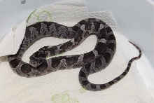 Charcoal Corn F 08
