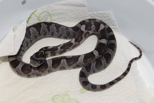 Charcoal Corn F 08