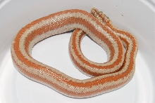 Corn Springs Rosy Boa F 08