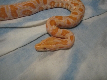 F Albino Burm 07, newly adopted