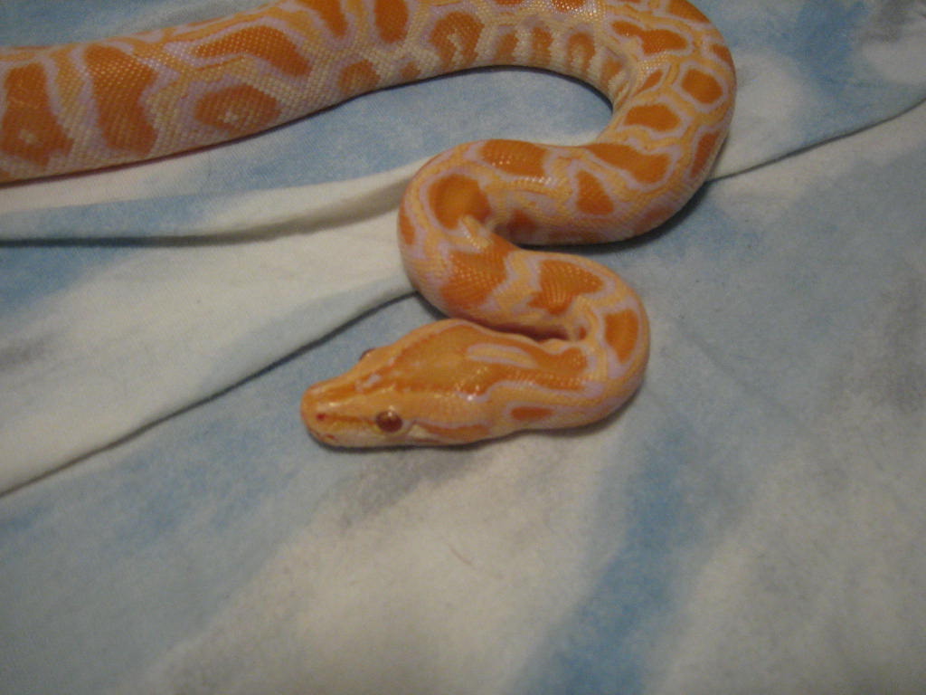 F Albino Burm 07, newly adopted