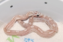 Ghost Motley Corn M 08