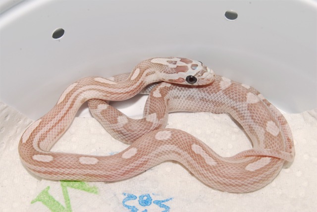 Ghost Motley Corn M 08