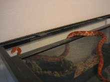 Normal Corn Snake F 06