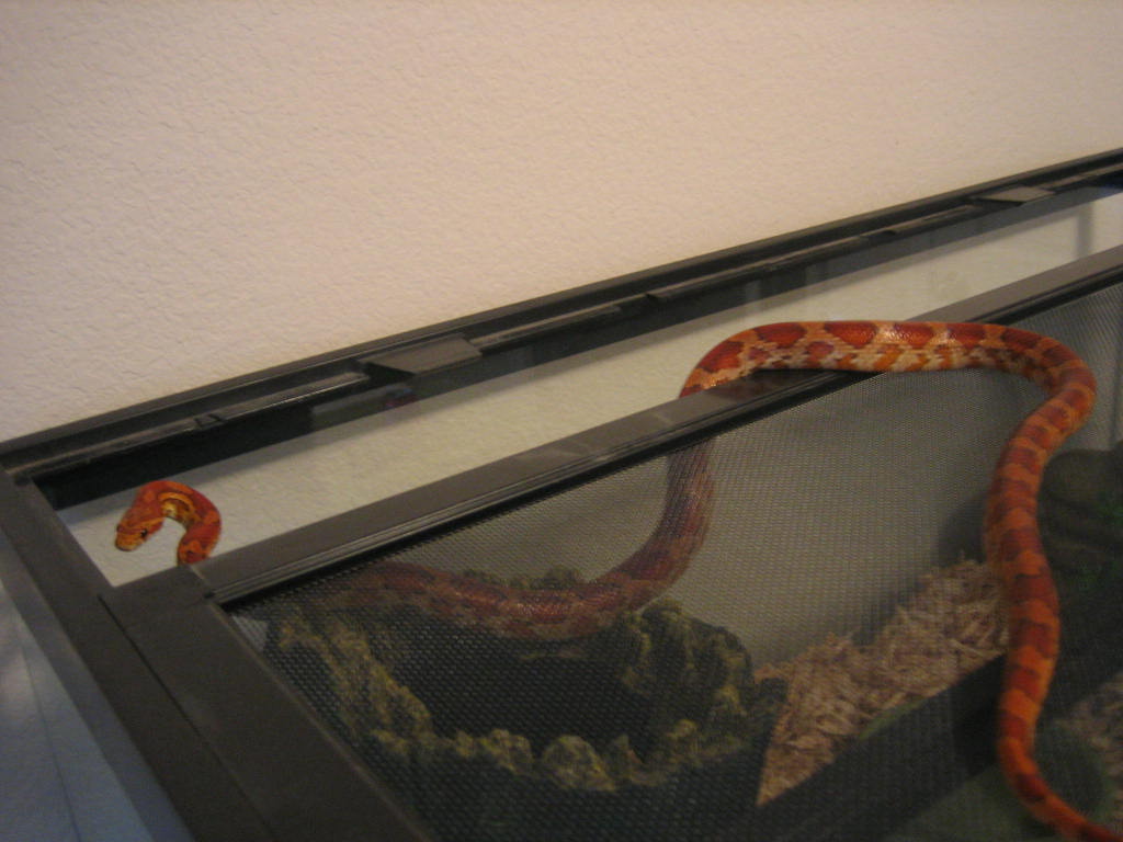 Normal Corn Snake F 06