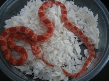 Amel Bloodred Corn M 06