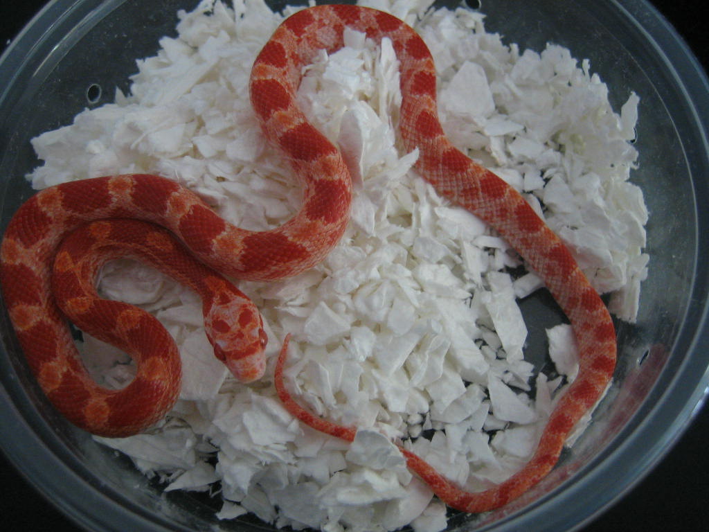 Amel Bloodred Corn M 06