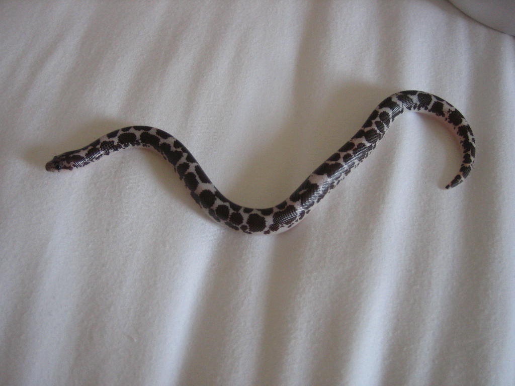 M Anery Kenyan Sand Boa 07