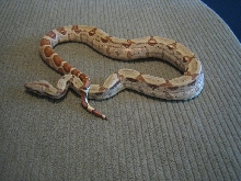 BCI Hypo M 07