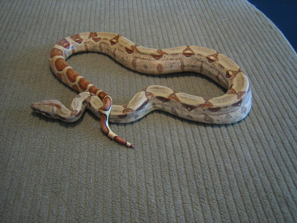 BCI Hypo M 07
