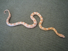 Creamsicle Corn F 06