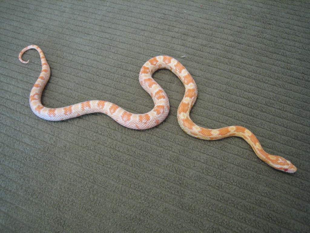 Creamsicle Corn F 06