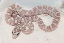 Rootbeer Ghost Corn F 08