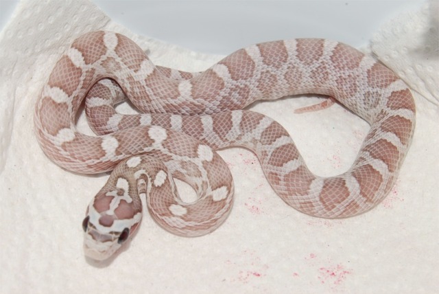 Rootbeer Ghost Corn F 08