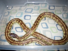 M Banana Cal King