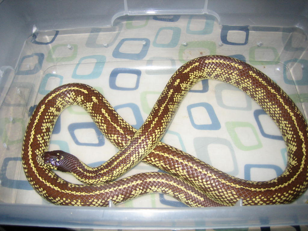 M Banana Cal King