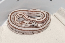 Ghost Striped Corn M 08
