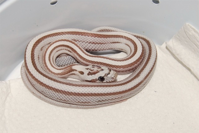 Ghost Striped Corn M 08