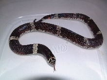female tricolor hognose
