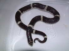 male tricolor hognose