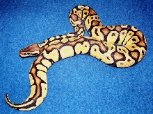 Graziani Pastel Male