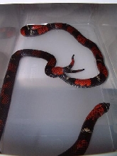tricolor hognose copulation