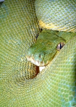 Jayapura Chondro