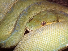 Jayapura Chondro
