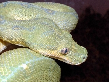 Jayapura Chondro