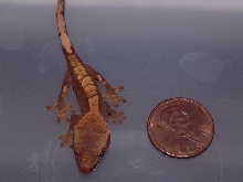 hatchling crested gecko